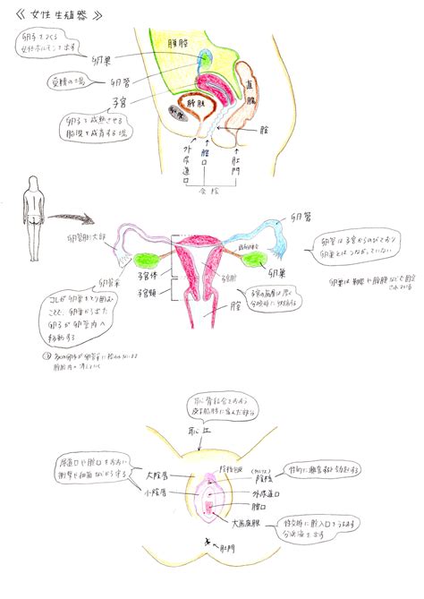 女性私處|女性の内性器